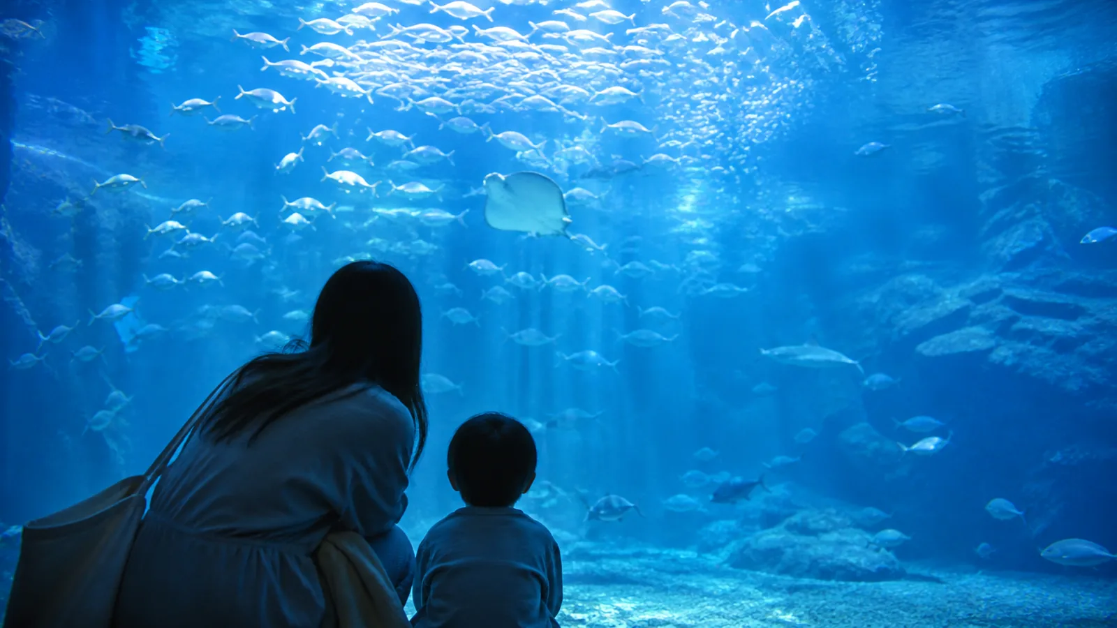 青い水槽の前で魚の群れを静かに観察する親子の編集イメージ