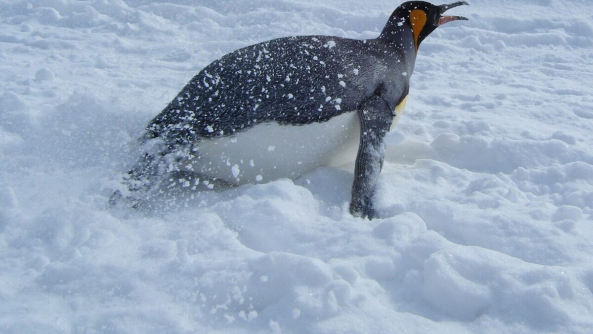 雪の上を腹ばいで滑る旭山動物園のキングペンギン