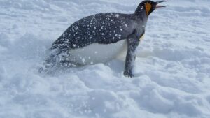 雪の上を腹ばいで滑る旭山動物園のキングペンギン