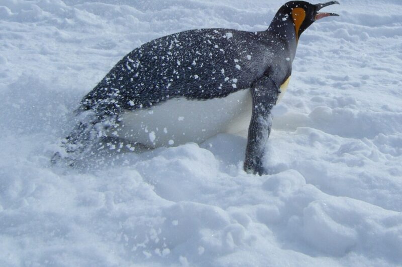 雪の上を腹ばいで滑る旭山動物園のキングペンギン