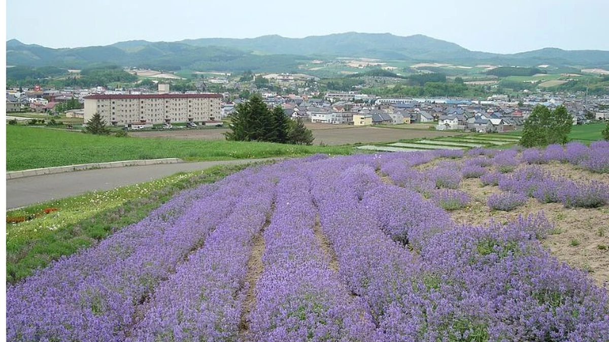 丘の斜面に広がる日の出公園ラベンダー園と十勝岳連峰