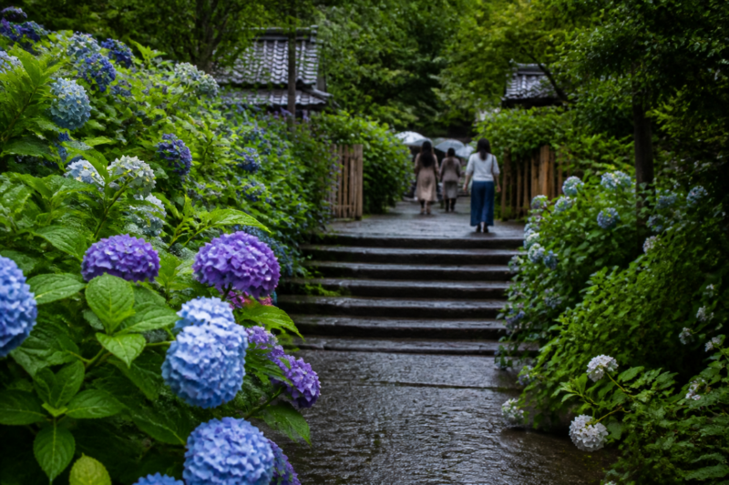 雨上がりの寺院参道に咲く青と紫のあじさい