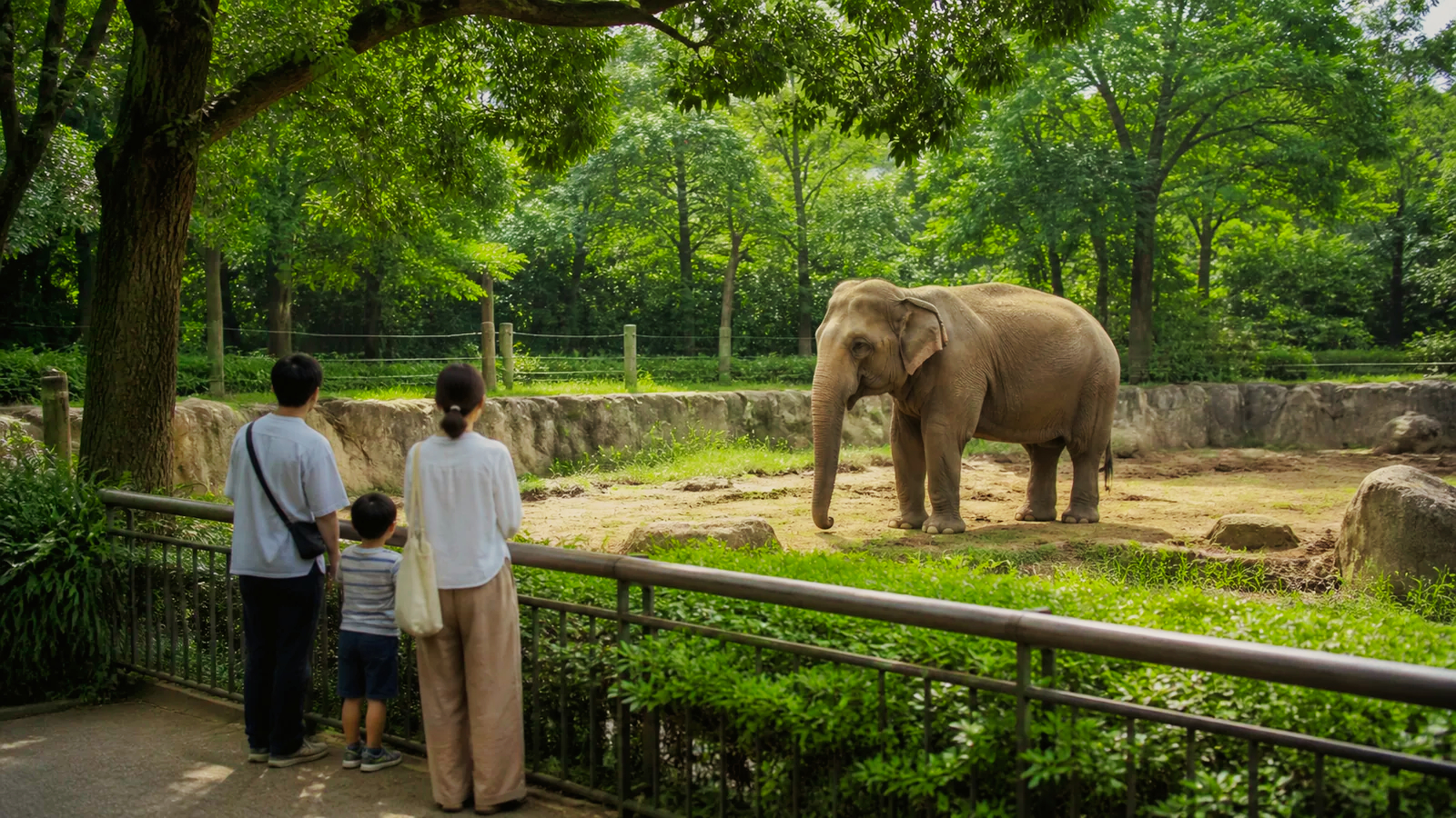 森に囲まれた動物園で親子が安全な距離からゾウを観察する編集イメージ