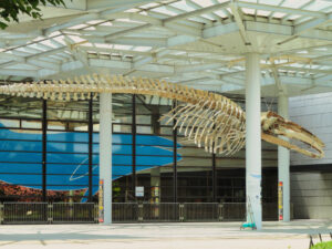 大阪市立自然史博物館入口前のクジラ骨格標本（2012年8月撮影）