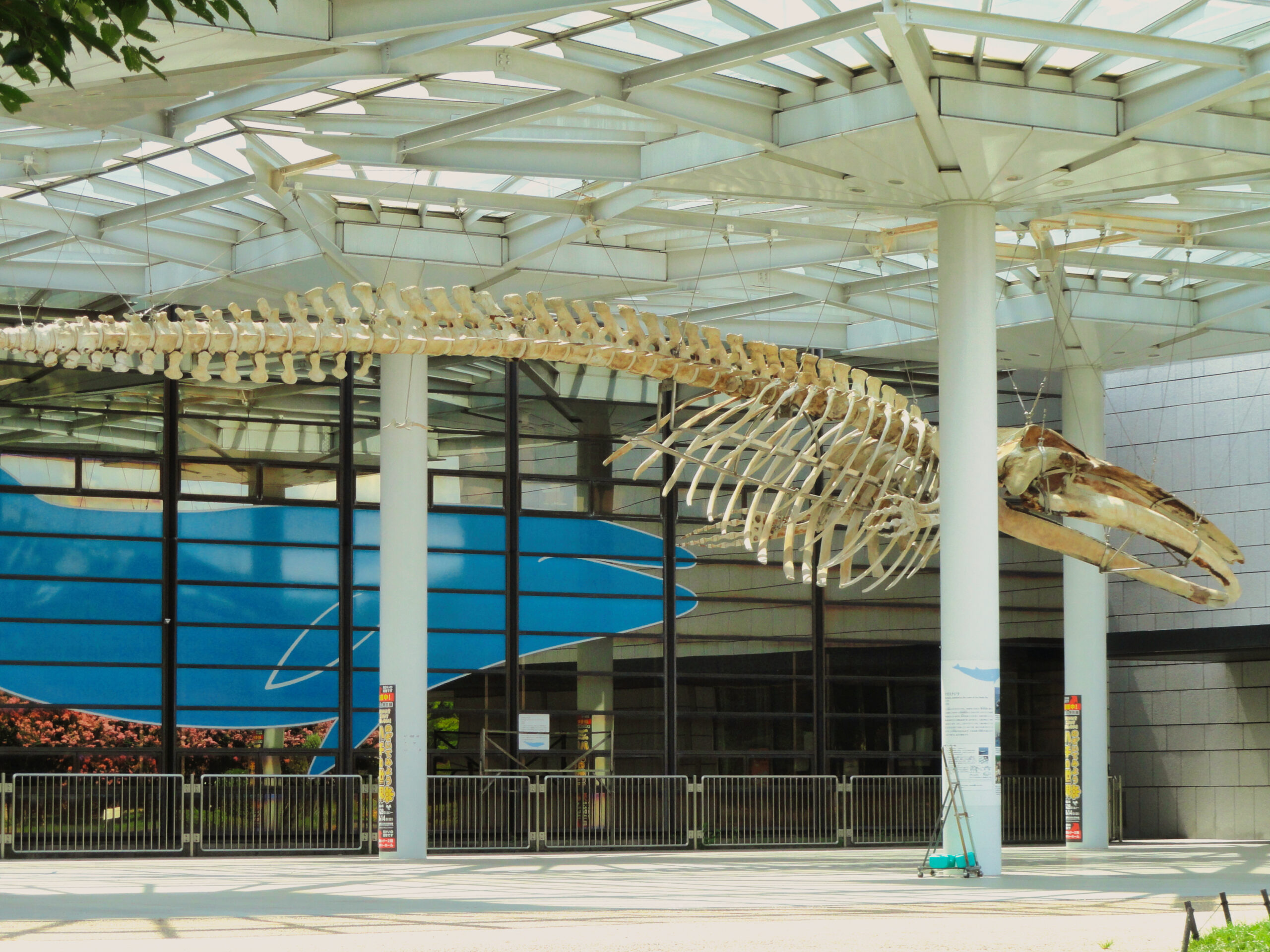 大阪市立自然史博物館入口前のクジラ骨格標本（2012年8月撮影）