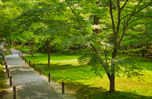 京都・大原の三千院の苔庭と園路