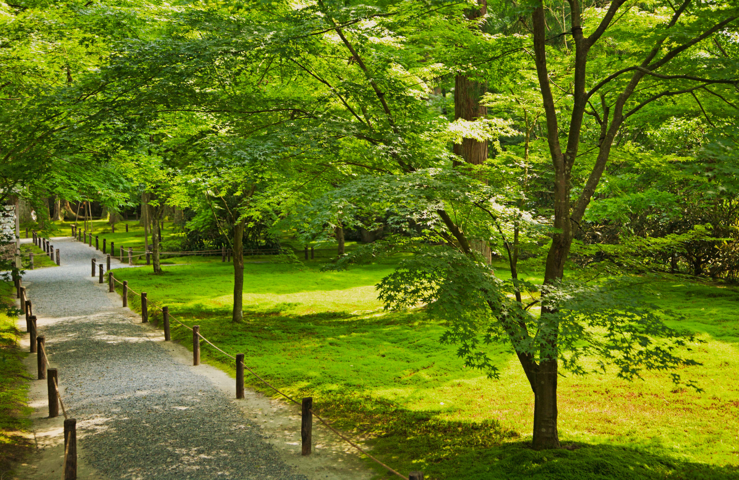 京都・大原の三千院の苔庭と園路