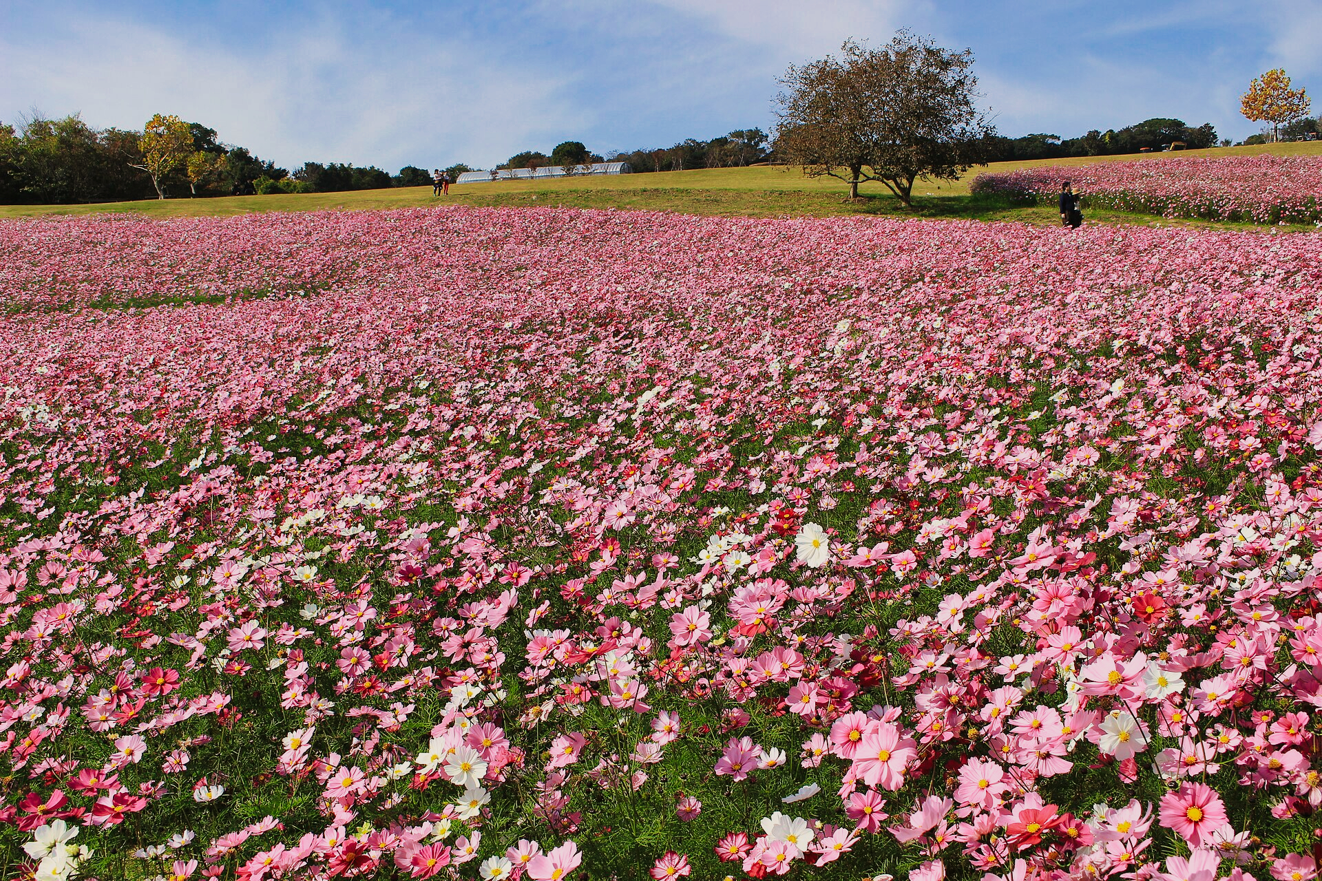 あわじ花さじきに広がる秋のコスモス畑