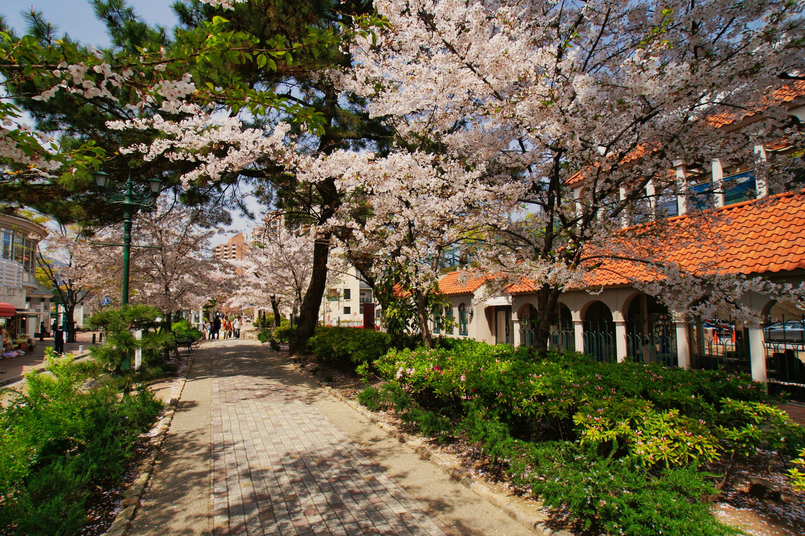 桜が咲く宝塚の花のみち遊歩道