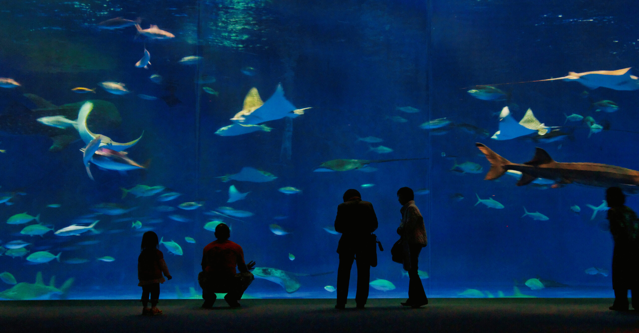 かごしま水族館の大水槽を眺める来館者(2009年11月撮影)