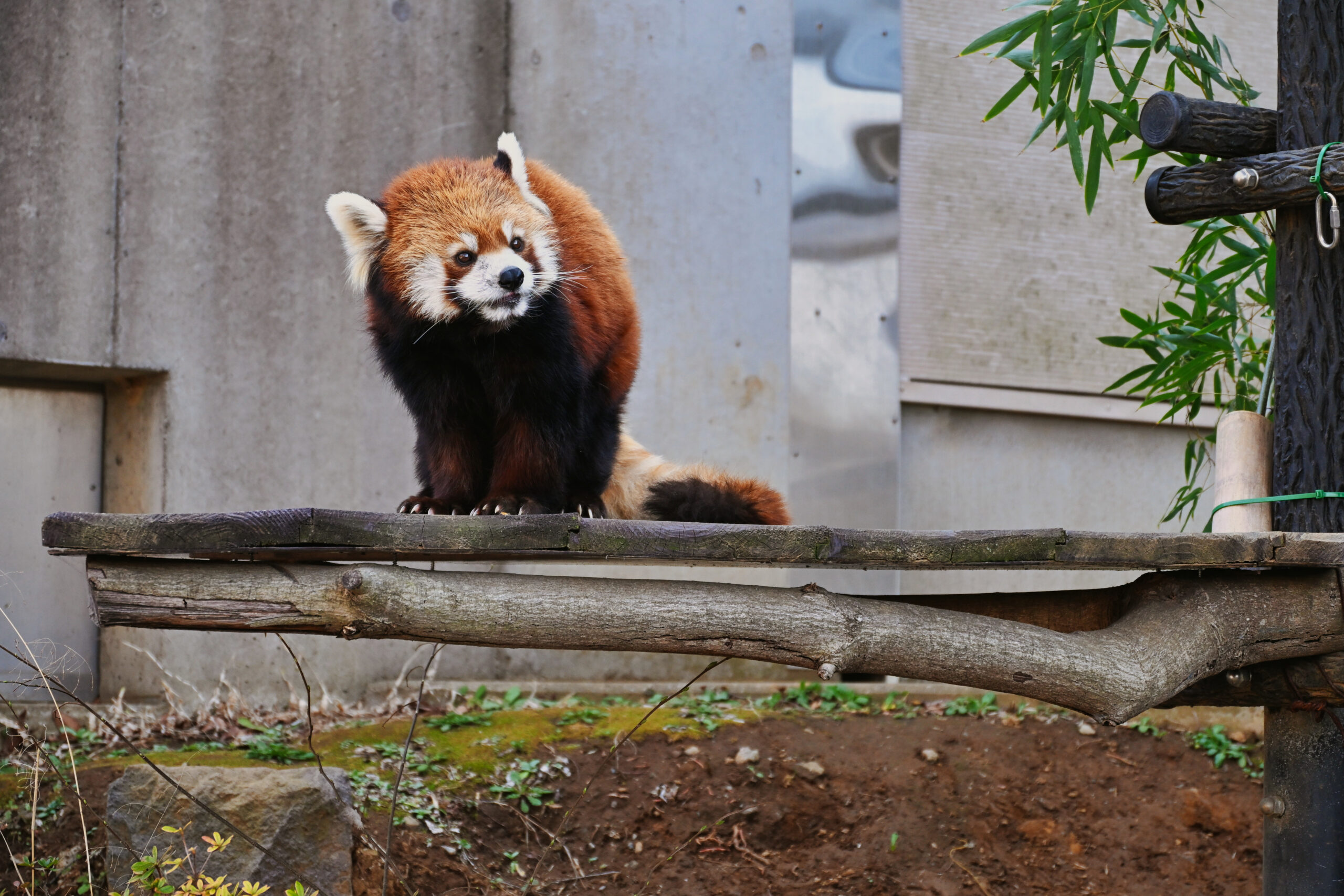 千葉市動物公園のレッサーパンダ（2026年3月撮影）